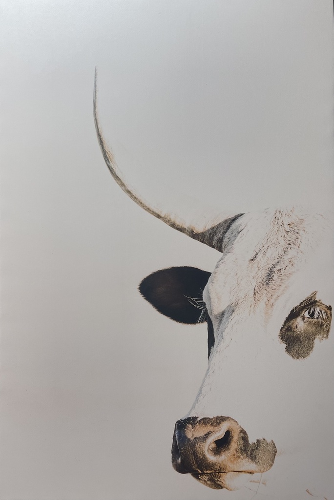 [MF067/1139K] PRINTS ON CANVAS NGUNI COW 800X1200MM