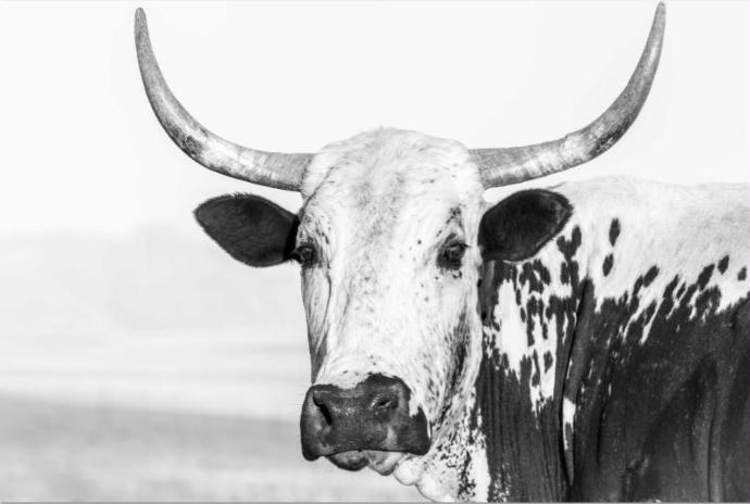 [MF066/1139K] PRINTS ON CANVAS NGUNI COW  1200X800MM