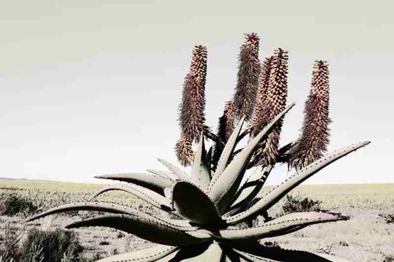 [AS018-40] PRINTS ON CANVAS ALOE 813X1220MM