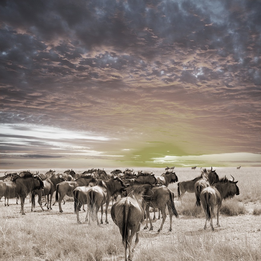 [AS206] PRINT ON CANVAS WILDEBEEST 900X900MM