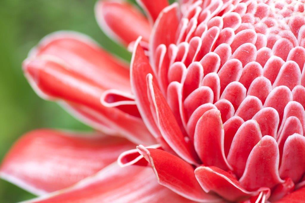 [AS256] Print On Canvas  Protea  1220X813mm