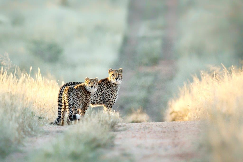 [AS253] PRINT ON CANVAS  2 CHEETAS 1220X813MM