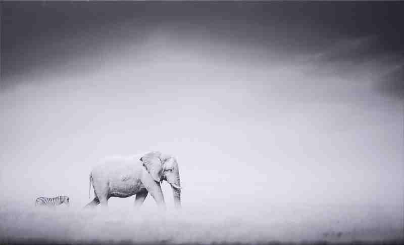 [AS008-39] PRINT ON CANVAS- ELEPHANT & ZEBRA 800X1330MM