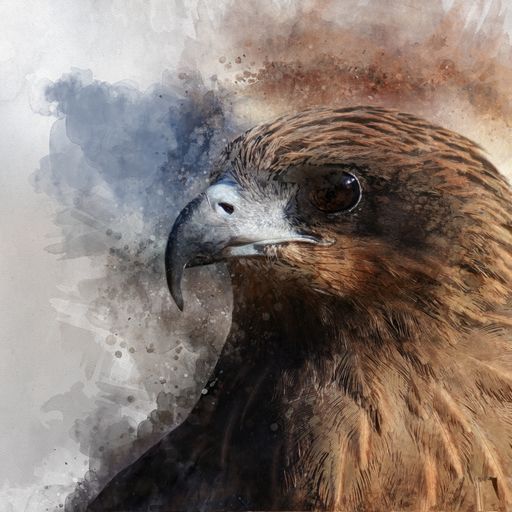 [PXM008/1139W] PRINT ON CANVAS BIRD FALCON 1200X800MM