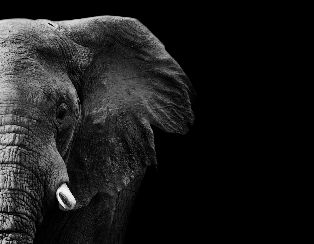 [PXM009/1139K] PRINT ON CANVAS ELEPHANT B&W 1200X800MM