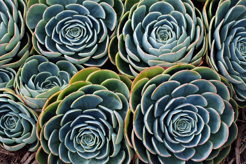[AS031-40] PRINTS ON CANVAS DESERT ROSES 813X1220MM