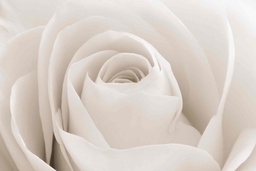 [PXM018] Print On Canvas White Rose 1200X800mm
