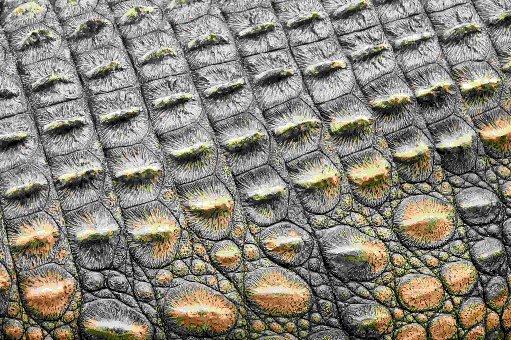 [PXM050] PRINT ON CANVAS CROCODILE SKIN CLOSE UP 1200X800MM