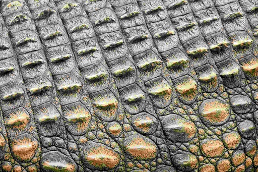 [PXM050] Print On Canvas Crocodile Skin Close Up 1200X800mm