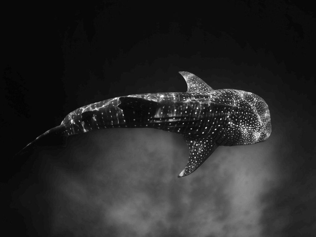 [PXM051] PXM051 - WHALE SHARK (1400 X 900)