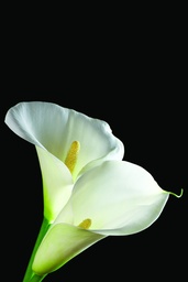 [PXM057] PRINT ON CANVAS FLOWERS LILLIES 800X1200MM