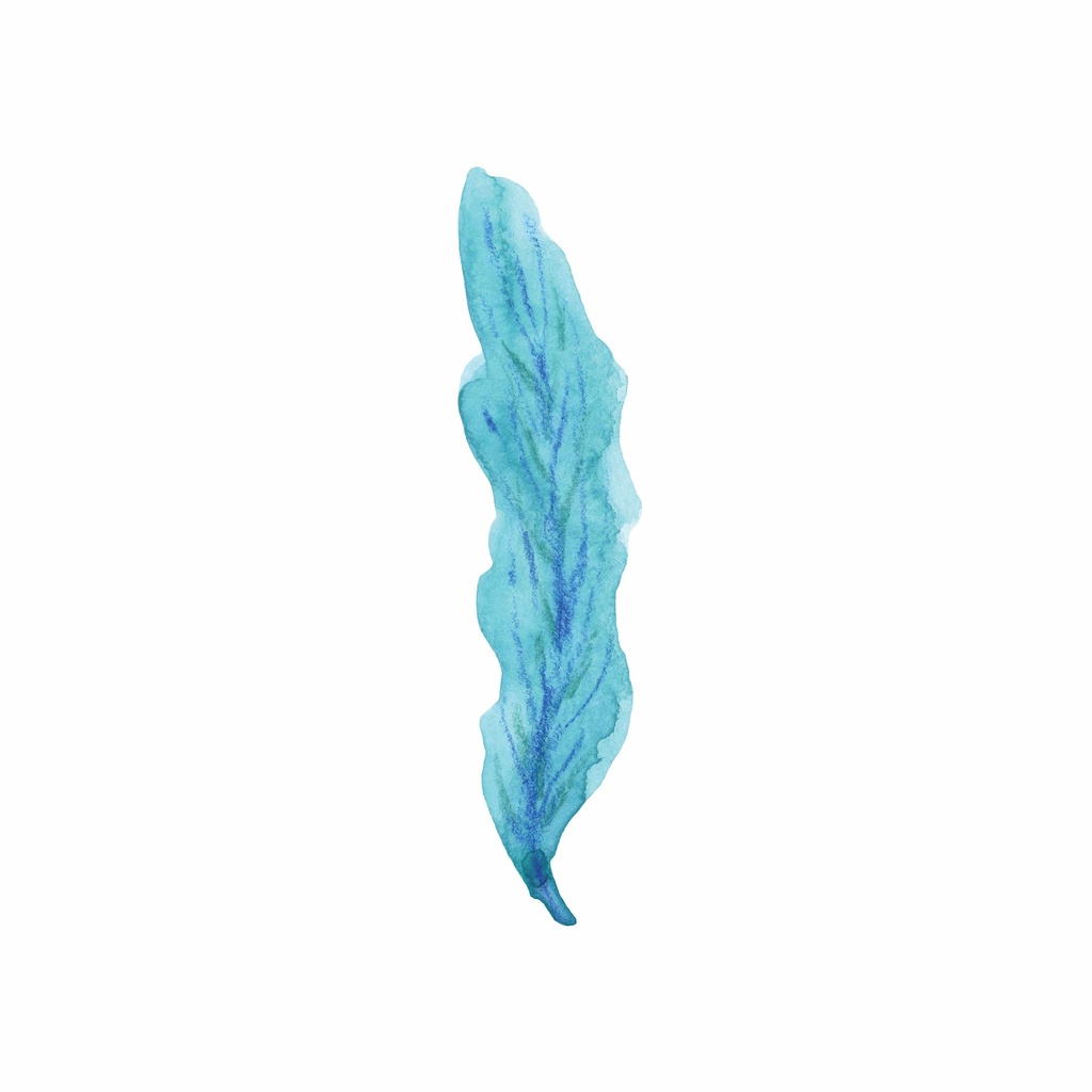 [FP315] FRAMED PRINT SEA CORAL IV 400X400MM