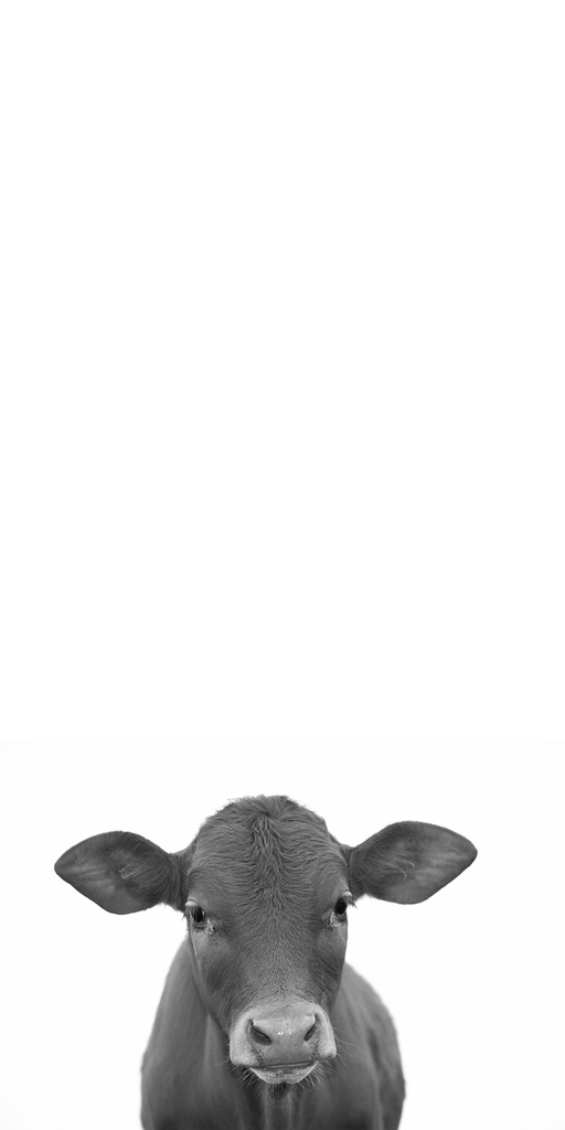 [PXM038/1139L] PRINT ON CANVAS COW 400X800MM