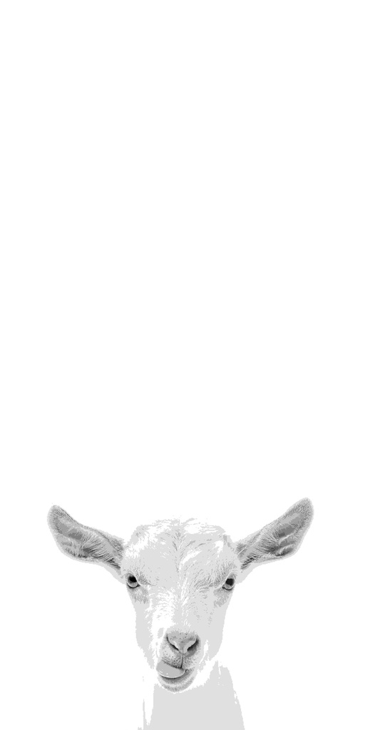 [PXM035] PRINT ON CANVAS GOAT 400X800MM