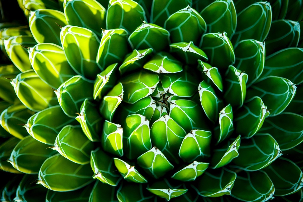 [PXM033] PRINT ON CANVAS GREEN VICTORIA AGAVE 1200X800MM