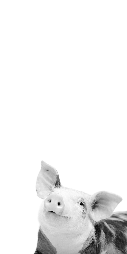 [PXM036/1139L] Prints On Canvas Piglet 400X800mm