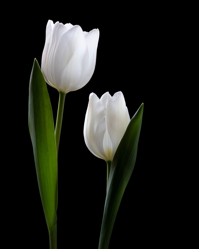 [PXM055/1139W] PRINT ON CANVAS TULIP I 800X1200MM
