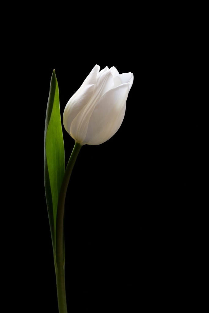 [PXM056/1139W] PRINT ON CANVAS TULIP II 800X1200MM