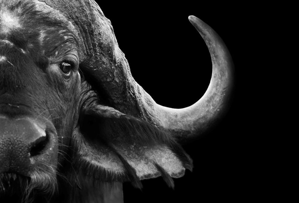 [PXM042] PRINT ON CANVAS AFRICAN CAPE BUFFALO 1200X800MM