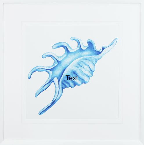 [FP307] FRAMED PRINT BLUE SEA SHELL IV 620X620MM