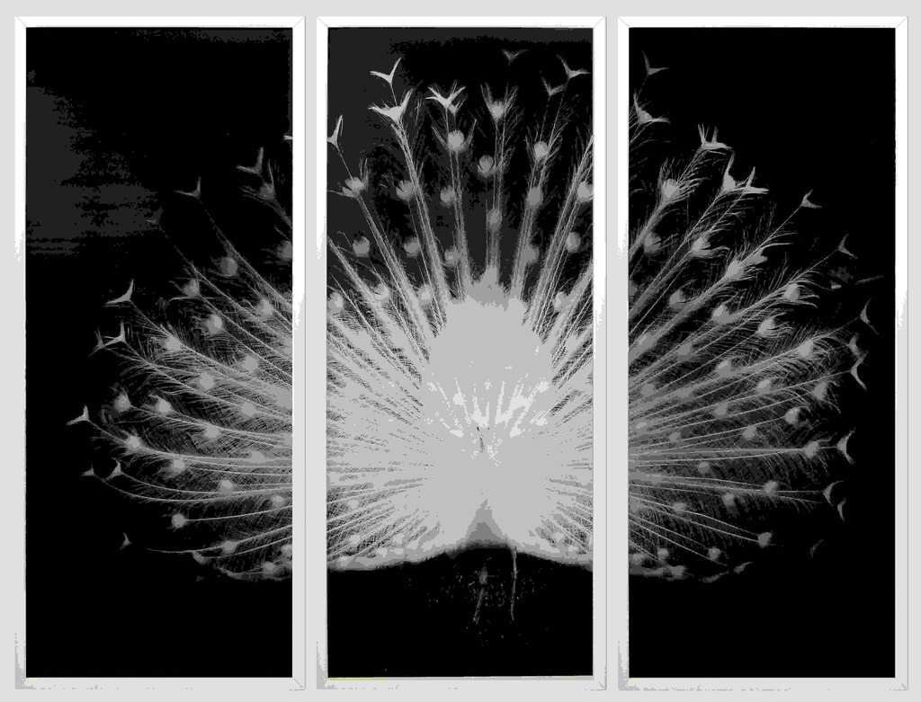 [FP303] FRAMED PRINT PEACOCK TRIPTIQUE 500X1200MM