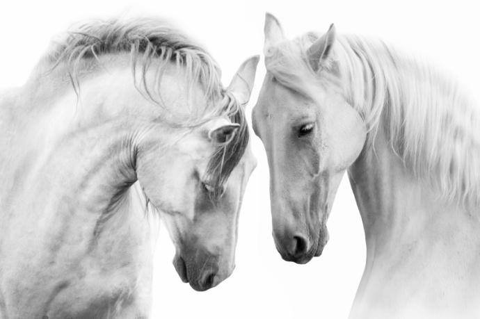 [AS246/1095A] Prints On Canvas White Horses 810X1220mm