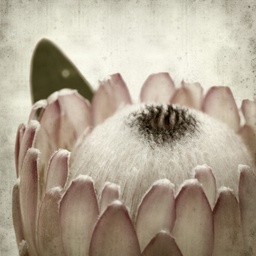 [AS084-47] AS084-47 - CLOSE UP PROTEA 800 X 800