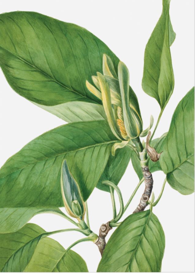 [MF101] Prints On Canvas Leaf 1400X970mm