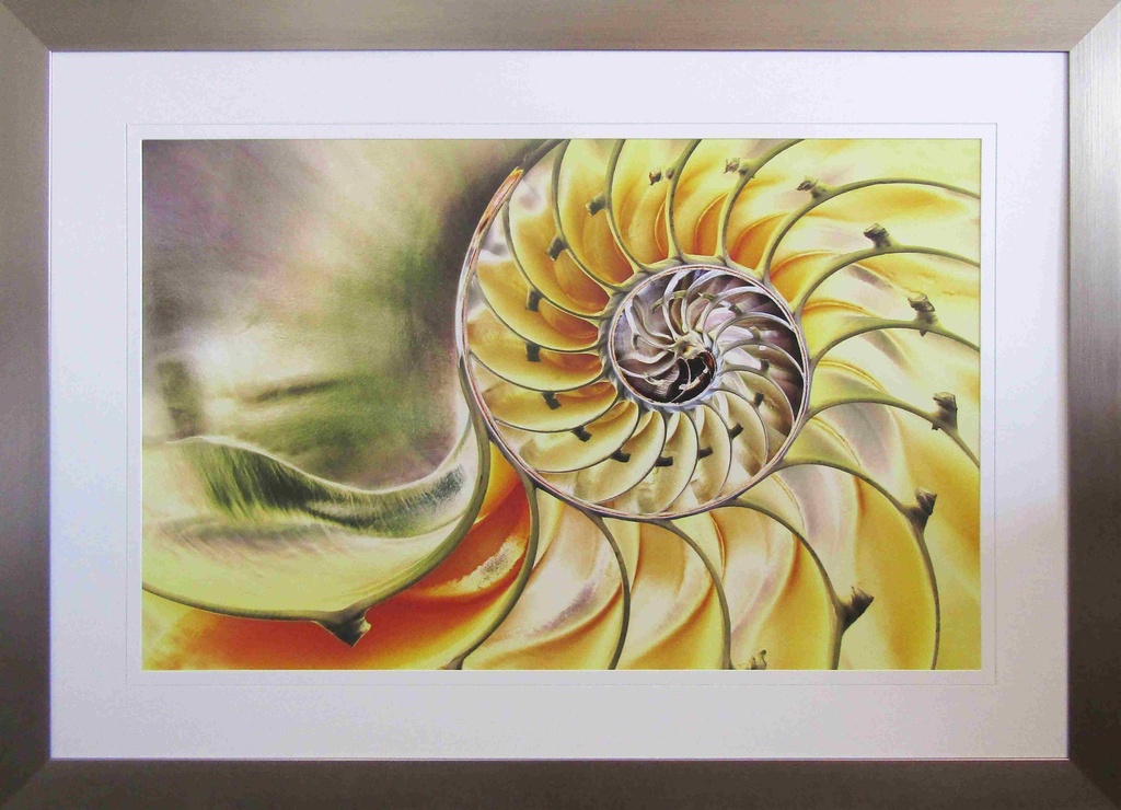 [FP298] FRAMED PRINT SOLARIZED NAUTILUS SHELL 1400X1000