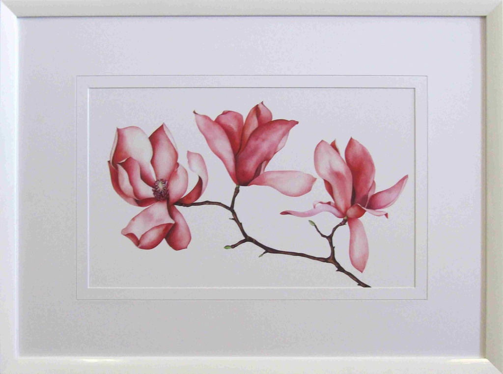 [FP299] FRAMED PRINT MAGNOLIA WATERCOLOUR I 800X600