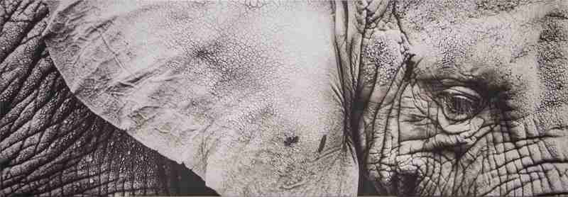 [AS007-22] PRINT ON CANVAS ELEPHANT EYE 550X1570MM