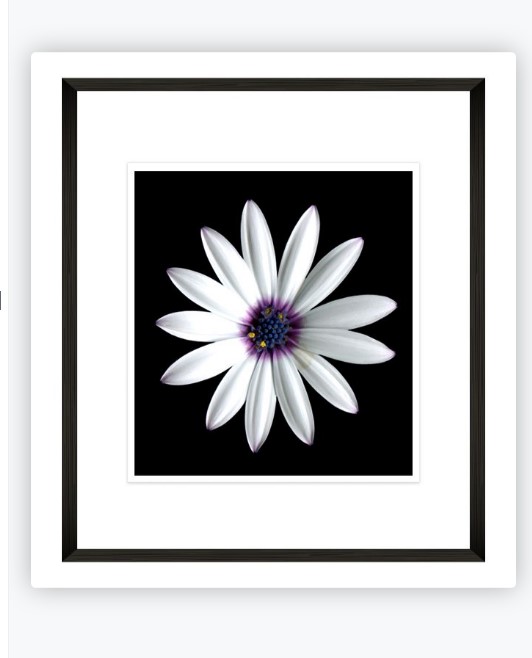 [FP260] FRAMED PRINT WHITE DAISY CLOSE UP 870X870MM