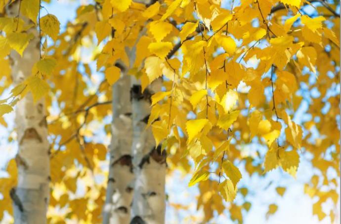 [MF041/1095I] PRINT ON CANVAS YELLOW LEAVES 800X1200MM