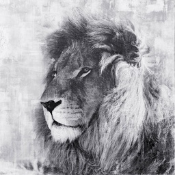 [PXFC384] Oil On Canvas Lion 1000X1000mm