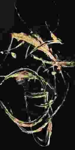 [PXFC395] OIL ON CANVAS ABSTRACT BLACK & GOLD 700X1400MM