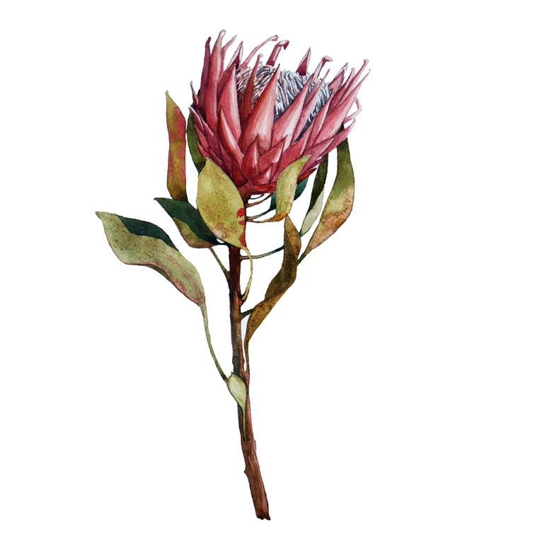 [AS087-47] PRINT ON CANVAS PROTEA 2 800X800MM