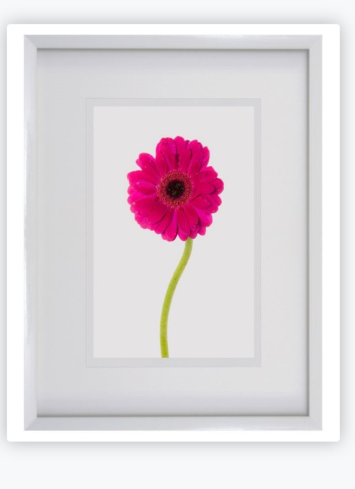 [FP166] FRAMED PRINT GERBERA I CERIESE 565X680MM