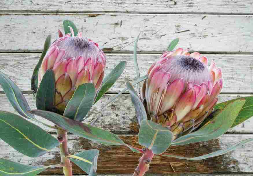 [MF012] Print On Canvas Twin Proteas 1200X800mm
