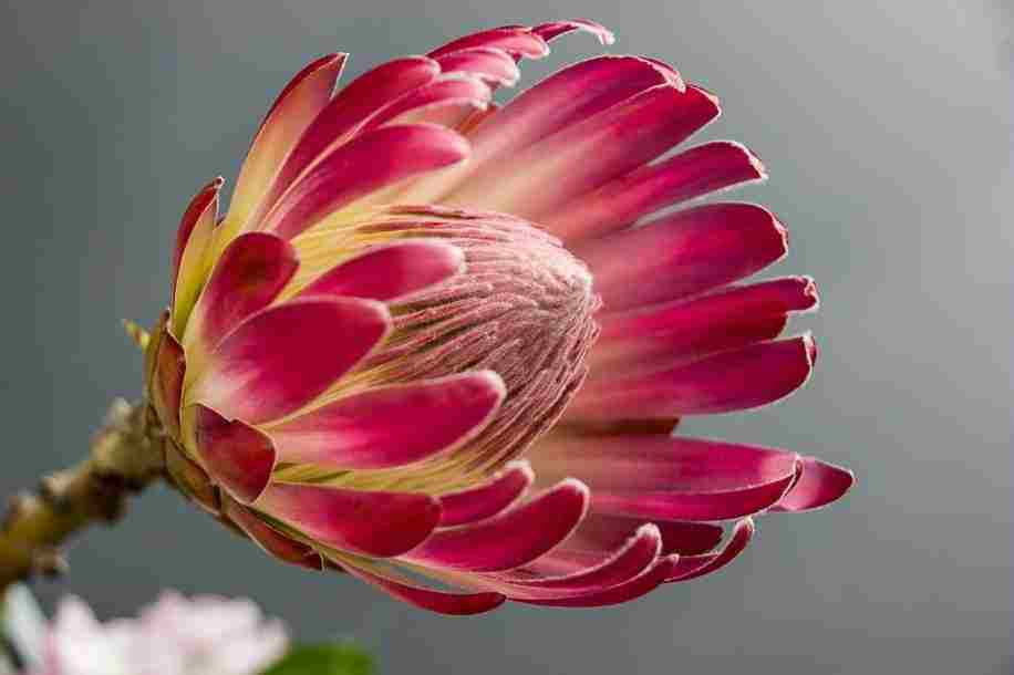 [MF011] Prints On Canvas Protea 900X600mm