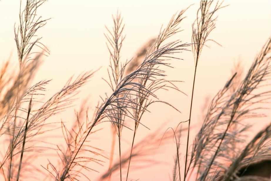 [MF087] PRINT ON CANVAS SUNRISE GRASS 1200X800MM