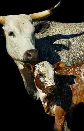 [MF009] Print on Canvas - NGUNI COW & CALF (800x1200)