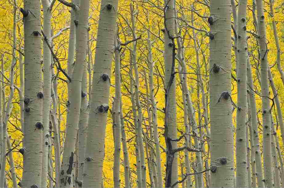 [MF024] Print On Canvas Yellow Forest 1200X800mm
