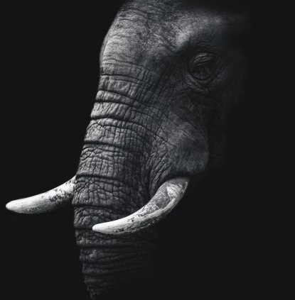 [AS267] PRINT ELEPHANT HEAD 550X550MM