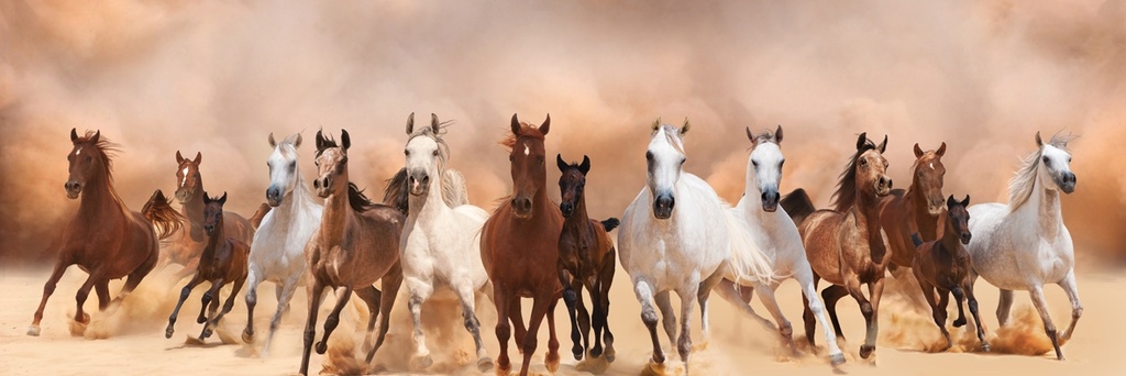 [AS224] PRINT ON CANVAS WILD HORSES 550X1650MM