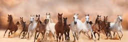 [AS224] Print On Canvas Wild Horses 550X1650mm