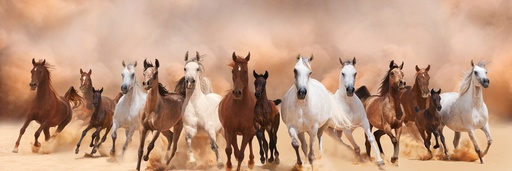 [AS224] Print On Canvas Wild Horses 550X1650mm