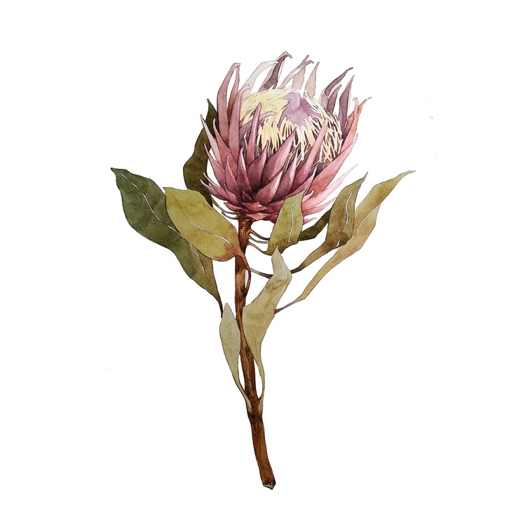 [AS086-47] Print On Canvas Protea 1 800X800mm