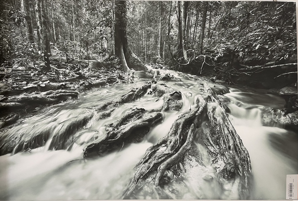 [AS244] PRINT FOREST BLACK AND WHITE 813X1220MM