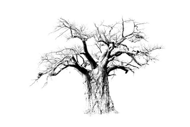 [DE163] Print - Baobab Tree (900X600)