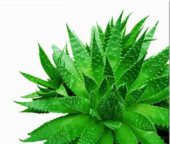 [MF058] Print On Canvas Cactus Ii 600X600mm